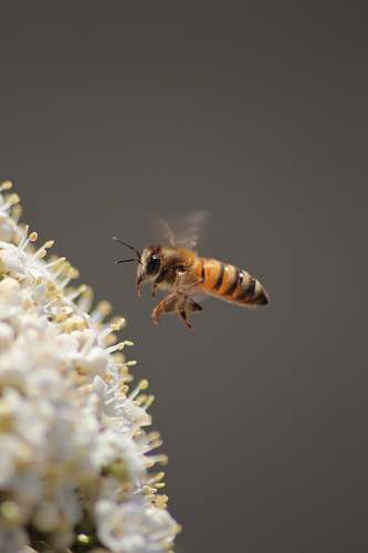 honey bee yellow and black bee on white flowers insect
